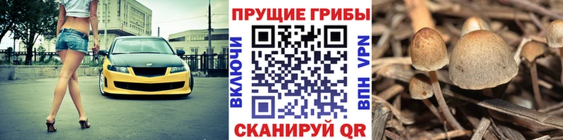 Галлюциногенные грибы Magic Shrooms  купить наркоту  Талица 